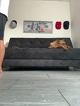 Snapshot of boss_of_cash chatting on February 27, 2026, 12:16 pm boss of cash online show from February 27, 2026, 12:16 pm