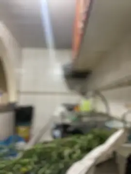 Carola-Ross online show from March 24, 2026, 5:46 pm