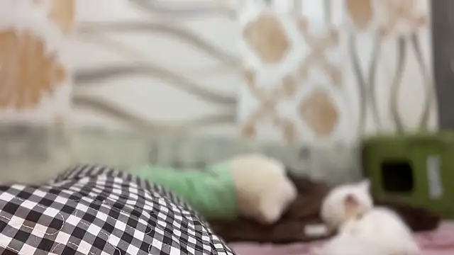 Snapshot of Yourbaby_angelx chatting on March 3, 2026, 4:47 pm Yourbaby angelx online show from March 3, 2026, 4:47 pm