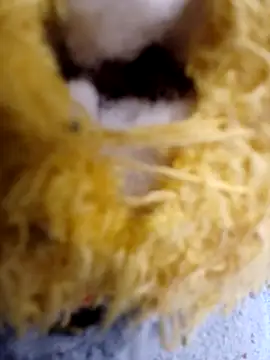 yaneth  online show from December 19, 2025, 12:29 pm