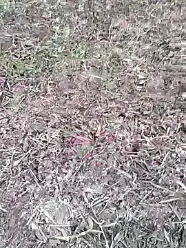 Snapshot of sonotutto chatting on October 7, 2025, 5:58 pm sonotutto online show from October 7, 2025, 5:58 pm