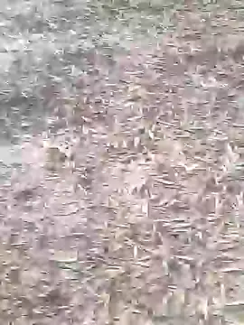 Snapshot of sonotutto chatting on October 16, 2025, 8:11 am sonotutto online show from October 16, 2025, 8:11 am