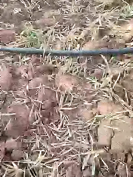 Snapshot of sonotutto chatting on September 21, 2025, 2:44 pm sonotutto online show from September 21, 2025, 2:44 pm