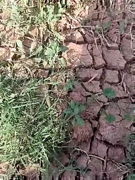 Snapshot of sonotutto chatting on October 15, 2025, 8:33 am sonotutto online show from October 15, 2025, 8:33 am