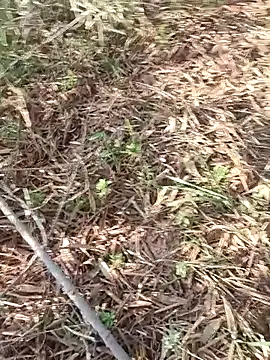 Snapshot of sonotutto chatting on October 11, 2025, 8:04 am sonotutto online show from October 11, 2025, 8:04 am