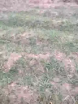 Snapshot of sonotutto chatting on October 12, 2025, 5:58 pm sonotutto online show from October 12, 2025, 5:58 pm