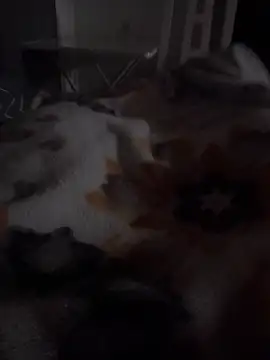 Snapshot of ratoncito_3 chatting on March 15, 2026, 8:16 pm ratoncito 3 online show from March 15, 2026, 8:16 pm