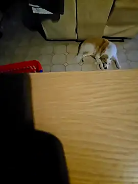 Snapshot of Stingles chatting on October 11, 2025, 6:03 am Stingles online show from October 11, 2025, 6:03 am