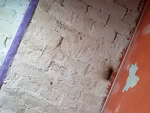 Hay-Viene-El-Huyy online show from September 16, 2025, 11:55 am