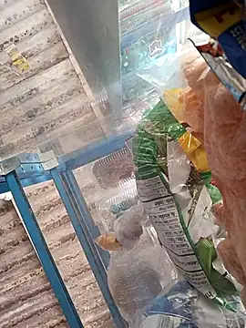 Lorenasex online show from November 15, 2025, 12:09 pm