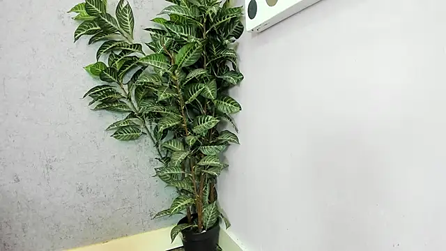 Snapshot of scarlett646 chatting on February 26, 2026, 3:06 am scarlett646 online show from February 26, 2026, 3:06 am