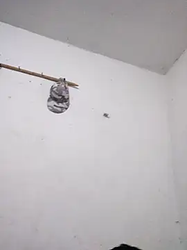 KitedSeizure online show from December 15, 2025, 11:49 am