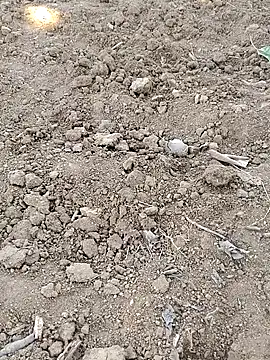 Shreyaaa 1 online show from November 8, 2025, 9:02 am