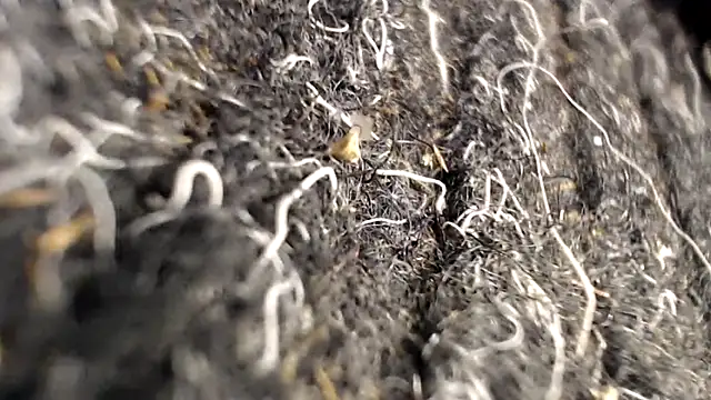 BiglovelyXXL online show from April 2, 2026, 3:46 am