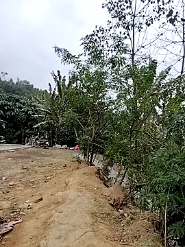 Tin tanny online show from February 6, 2026, 12:39 am