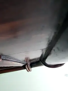 WildPayal online show from November 16, 2025, 8:19 am