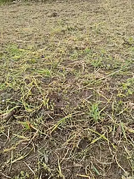 Snapshot of karandeep_Bhagat chatting on March 26, 2026, 10:46 am karandeep Bhagat online show from March 26, 2026, 10:46 am