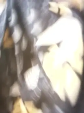 Snapshot of sanaya_3 chatting on November 9, 2025, 2:15 am sanaya 3 online show from November 9, 2025, 2:15 am