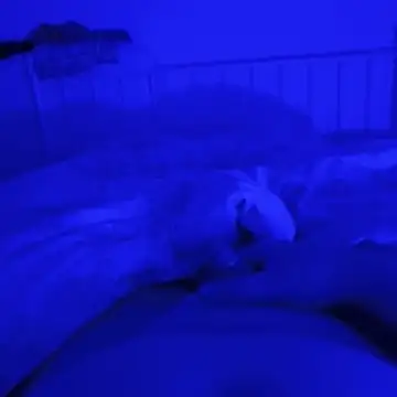 Geilerboy262 online show from November 9, 2025, 12:36 am