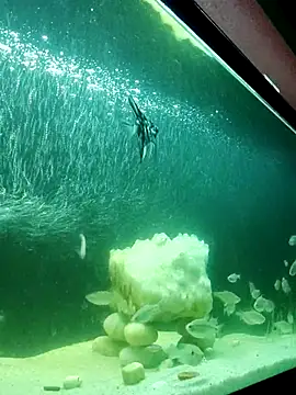 Snapshot of kata_77 chatting on October 4, 2025, 3:52 am kata 77 online show from October 4, 2025, 3:52 am