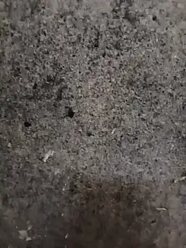 nagepalli online show from November 14, 2025, 2:15 am