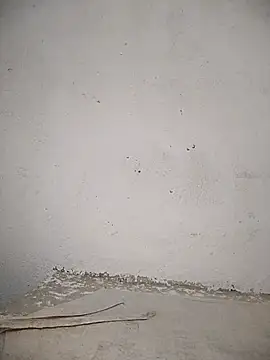 PEEHU-50 online show from November 12, 2025, 11:30 pm