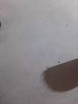 Snapshot of JuDilva8451 chatting on November 21, 2025, 11:59 pm JuDilva8451 online show from November 21, 2025, 11:59 pm