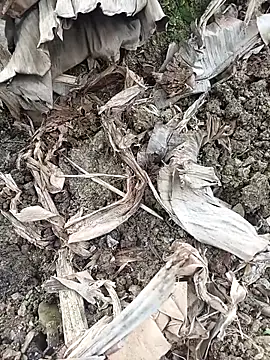 Snapshot of Sikici0734 chatting on February 3, 2026, 6:40 am Sikici0734 online show from February 3, 2026, 6:40 am