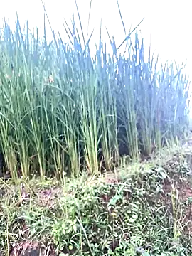 hi-hi-zz online show from October 8, 2025, 7:10 am