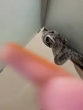 Snapshot of gatitalocahot chatting on April 2, 2026, 7:31 pm gatitalocahot online show from April 2, 2026, 7:31 pm