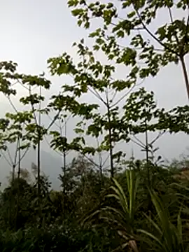 doggy-00 online show from March 20, 2026, 10:05 am