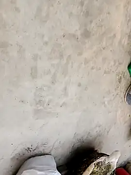 Laal Parilove online show from November 21, 2025, 8:46 am