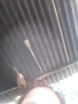 Snapshot of jacka_305 chatting on January 11, 2026, 6:53 am jacka 305 online show from January 11, 2026, 6:53 am