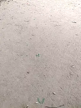 Snapshot of summa_renu chatting on November 14, 2025, 7:23 am summa renu online show from November 14, 2025, 7:23 am