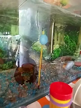 reynaafro93 online show from November 18, 2025, 3:04 pm