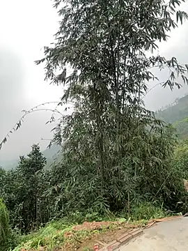 Him MountainGirl online show from March 20, 2026, 12:44 am