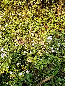 Snapshot of seacyre chatting on April 13, 2026, 12:58 am seacyre online show from April 13, 2026, 12:58 am