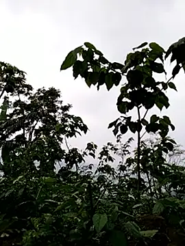 galaxy898 online show from March 15, 2026, 10:55 am