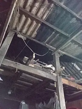 Snapshot of dakota-kis chatting on March 30, 2026, 11:44 am dakota-kis online show from March 30, 2026, 11:44 am