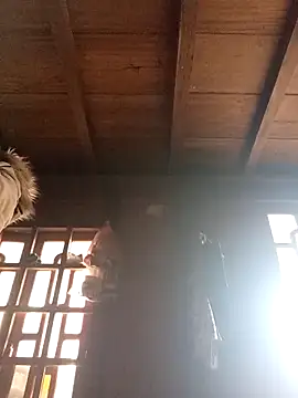 Snapshot of dakota-kis chatting on March 21, 2026, 1:29 am dakota-kis online show from March 21, 2026, 1:29 am