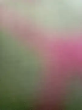 Dariralf online show from January 16, 2026, 12:42 pm