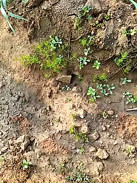 Alisha beby143 online show from January 10, 2026, 3:46 am