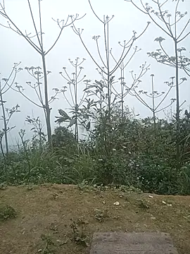 Snapshot of cutebobi chatting on March 2, 2026, 3:29 am cutebobi online show from March 2, 2026, 3:29 am