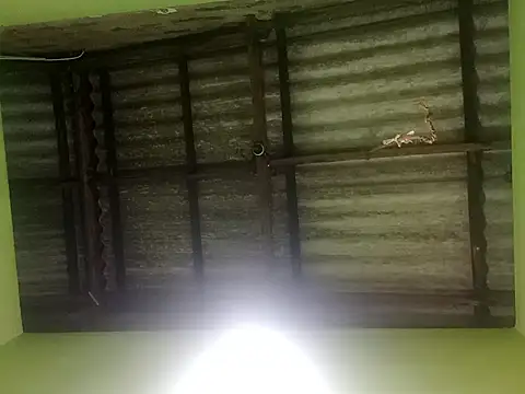 ShaniNsula2026 online show from March 19, 2026, 4:29 pm