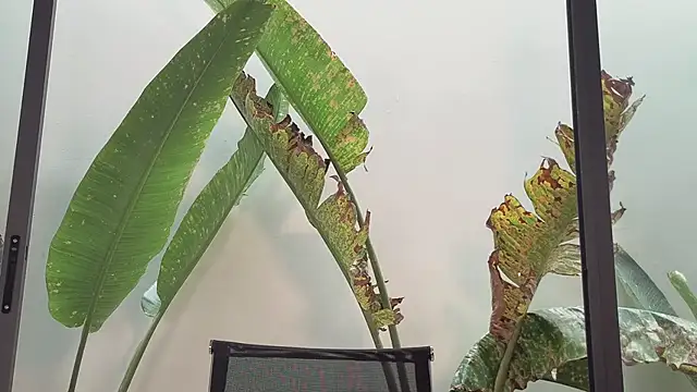 Snapshot of came-a-lot chatting on February 27, 2026, 4:12 am came-a-lot online show from February 27, 2026, 4:12 am