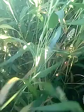 Snapshot of Cute_Boy_4 chatting on February 27, 2026, 2:45 am Cute Boy 4 online show from February 27, 2026, 2:45 am