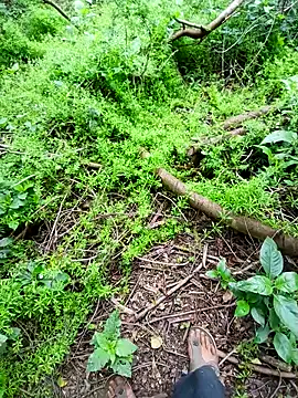 Sharmasamba online show from April 3, 2026, 4:41 am