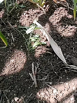 Snapshot of ashwiniraj567 chatting on February 11, 2026, 6:35 am ashwiniraj567 online show from February 11, 2026, 6:35 am