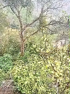 Snapshot of Luminana chatting on March 7, 2026, 12:50 am Luminana online show from March 7, 2026, 12:50 am