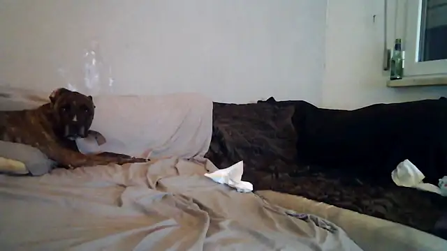 Ssinsieme69 online show from July 31, 2026, 9:56 pm